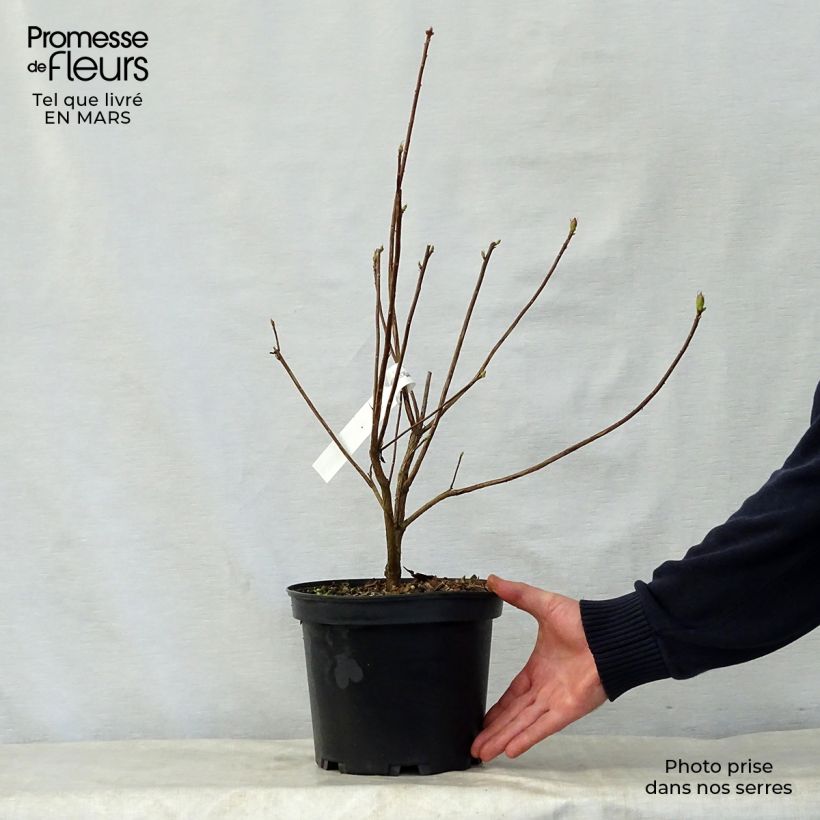 Spécimen de Azalée de Chine Wallowa Red - Rhododendron hybride Pot de 4L/5L tel que livré au printemps