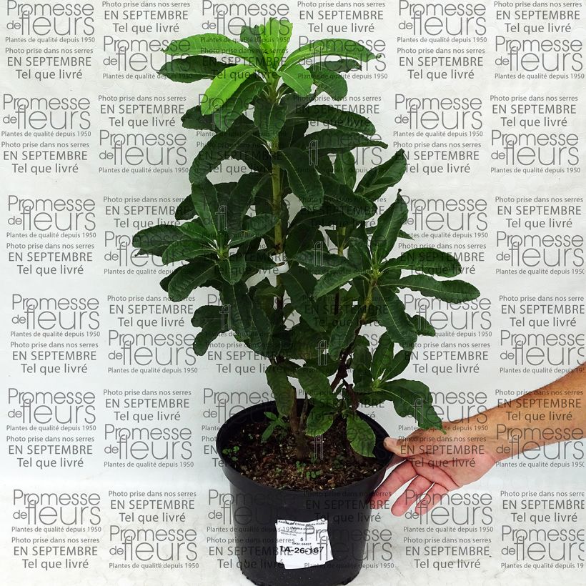 Exemple de spécimen de Azalée de Chine White Frills - Azalea mollis Pot de 4L/5L tel que livré