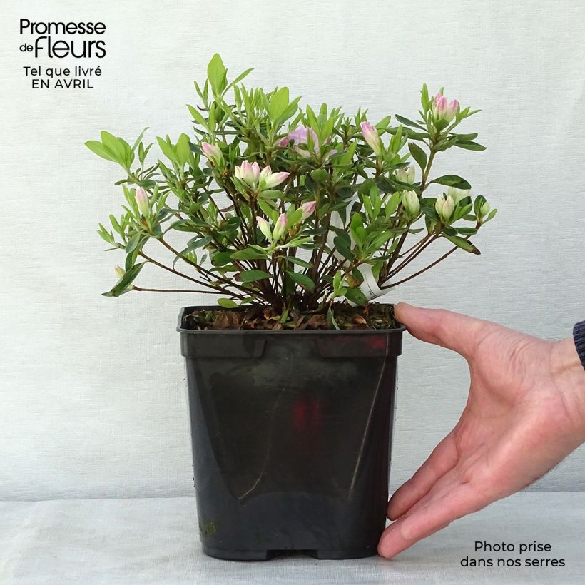 Example of Azalée du Japon Al's Picotee - Rhododendron hybride Pot de 2L/3L as you get in printemps