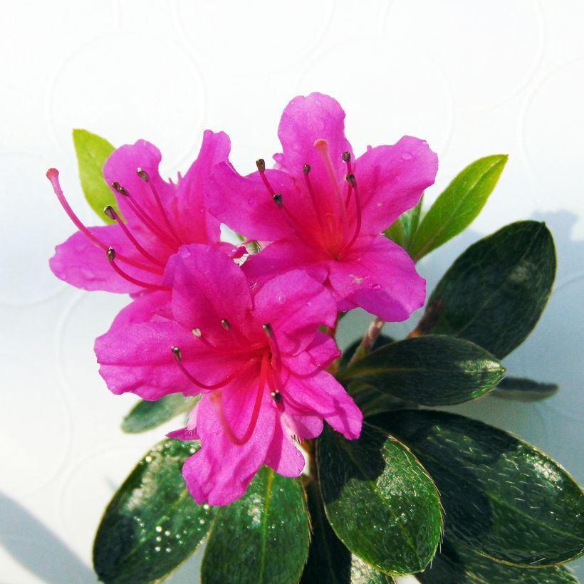 Azalée du Japon Amoena - Rhododendron hybride (Flowering)