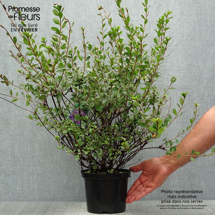 Spécimen de Azalée du Japon Amoena - Rhododendron hybride Pot de 2L/3L tel que livré en automne