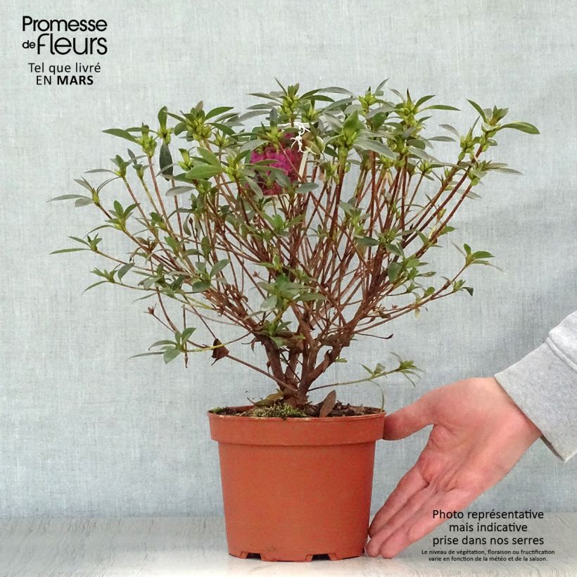 Example of Azalée du Japon Blue Danube - Rhododendron hybride. Pot de 2L/3L as you get in printemps
