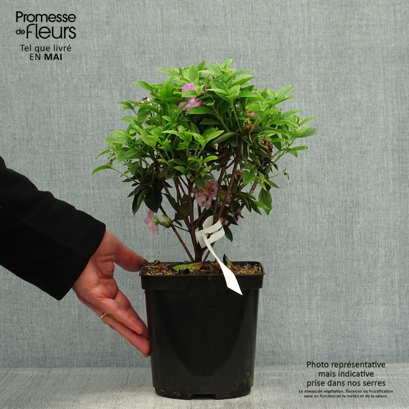 Example of Azalée du Japon Elsie Lee - Rhododendron hybride Pot de 2L/3L as you get in printemps