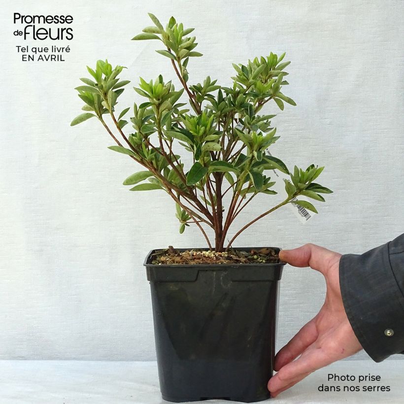 Spécimen de Azalée du Japon Eucharis - Rhododendron hybride Pot de 2L/3L tel que livré au printemps