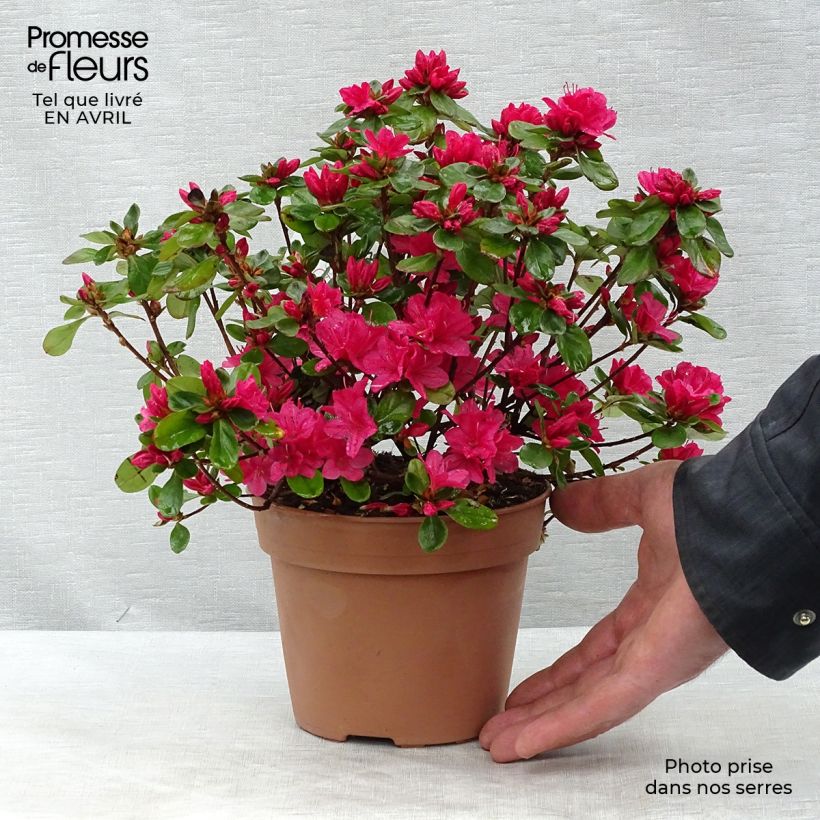 Example of Azalée du Japon Hino-Crimson - Rhododendron hybride Pot de 2L/3L as you get in printemps