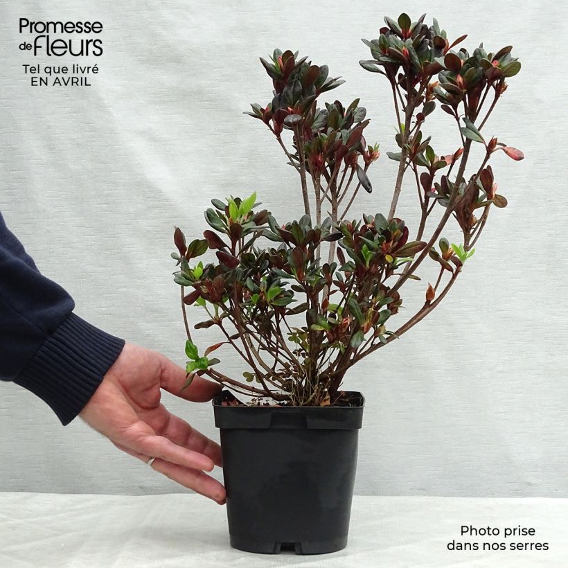 Example of Azalée du Japon Johanna - Rhododendron hybride Pot de 2L/3L as you get in printemps