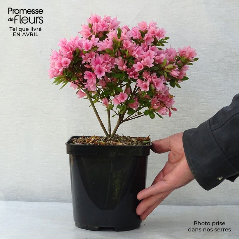Example of Azalée du Japon Kirin - Rhododendron hybride Pot de 2L/3L as you get in printemps