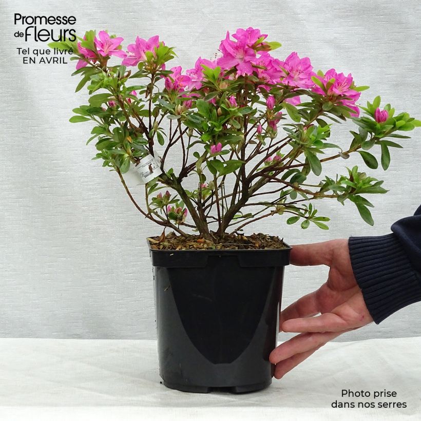 Spécimen de Azalée du Japon Komo Kulshan - Rhododendron kiusianum Pot de 3L/4L tel que livré au printemps