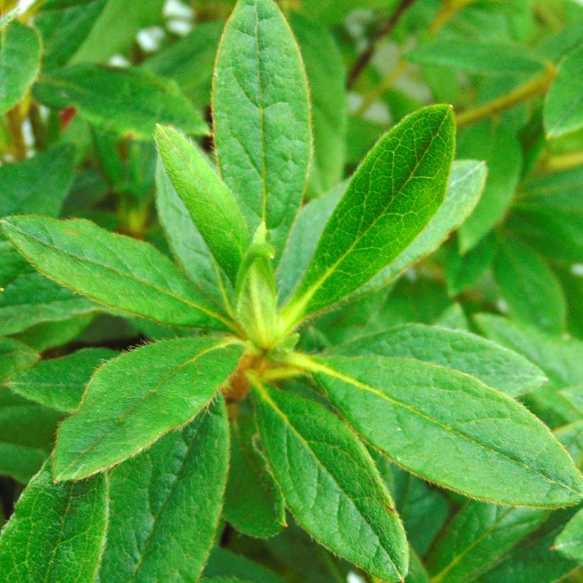 Azalée du Japon Koromo Shikibu - Rhododendron hybride (Foliage)