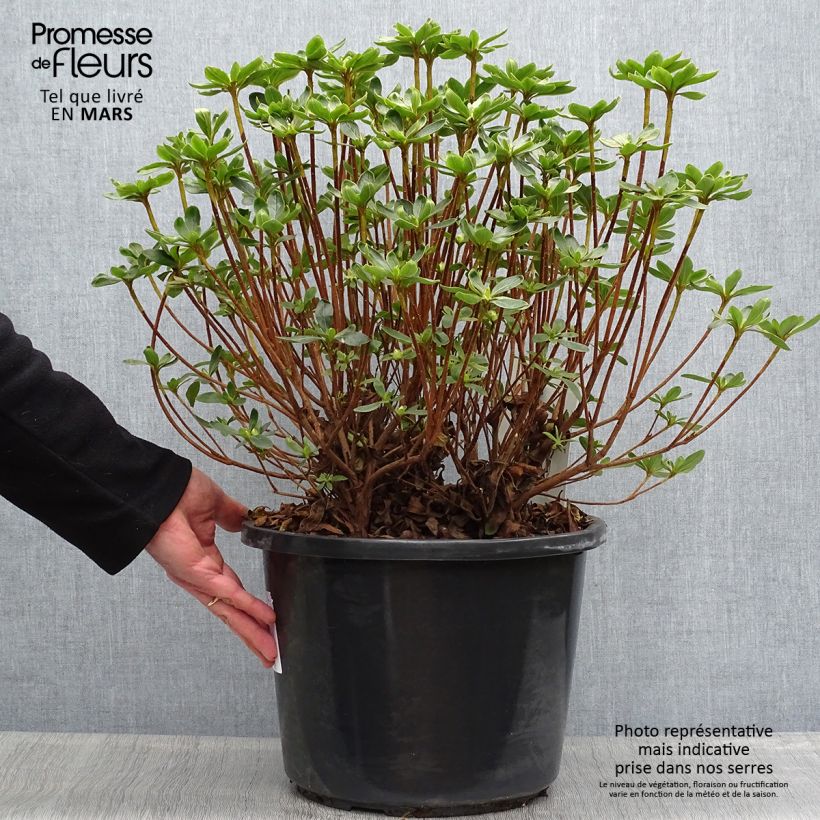 Spécimen de Azalée du Japon Luzi - Rhododendron hybride Pot de 12L/15L tel que livré au printemps