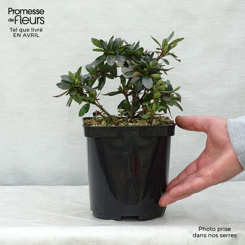 Example of Azalée du Japon Nakaharai Orange - Azalea japonica Pot de 2L/3L as you get in printemps
