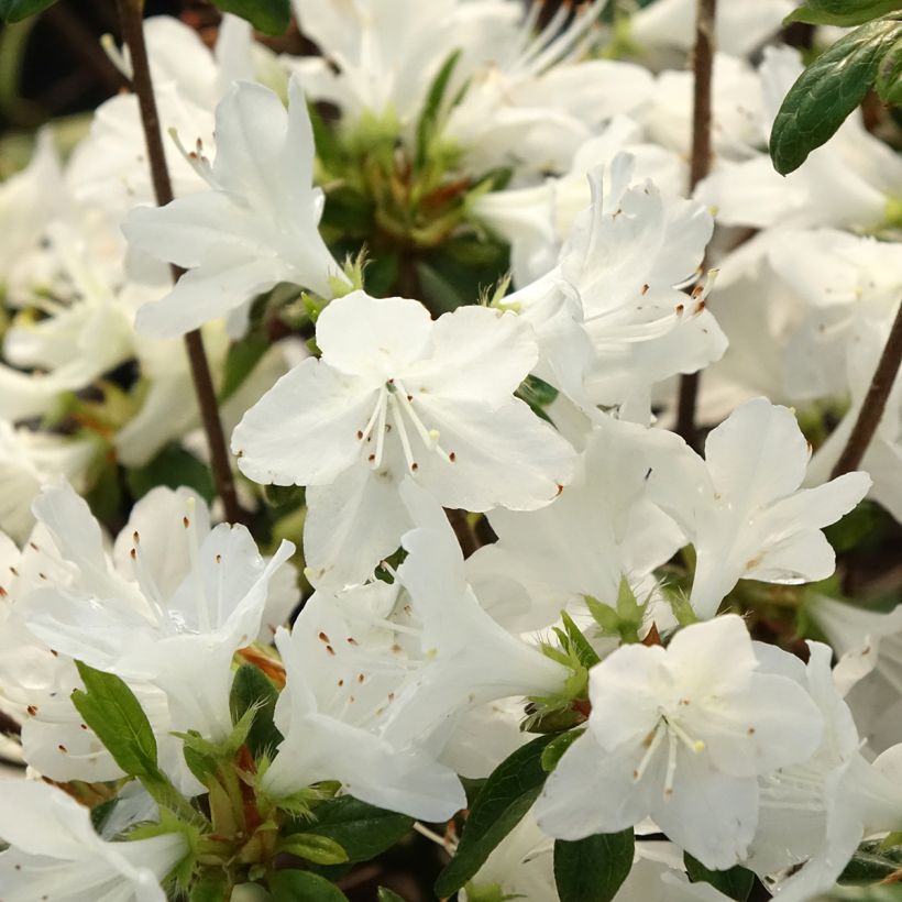 Azalée du Japon Palestrina - Rhododendron hybride (Floraison)
