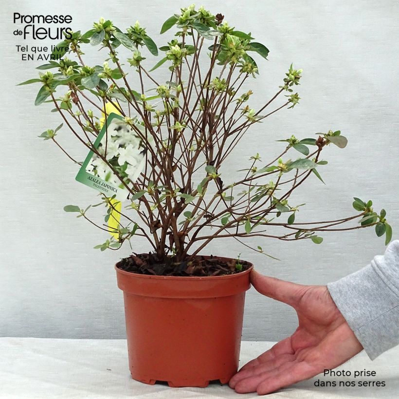 Example of Azalée du Japon Palestrina - Rhododendron hybride Pot de 2L/3L as you get in printemps