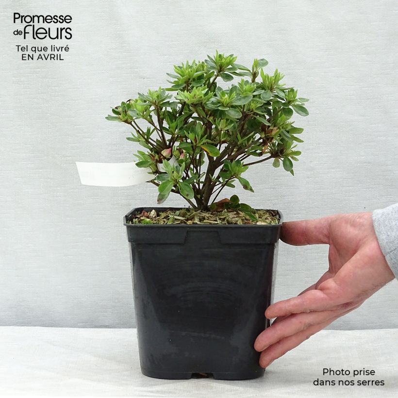 Spécimen de Azalée du Japon Peggy Ann - Rhododendron kaempferi Pot de 2L/3L tel que livré au printemps