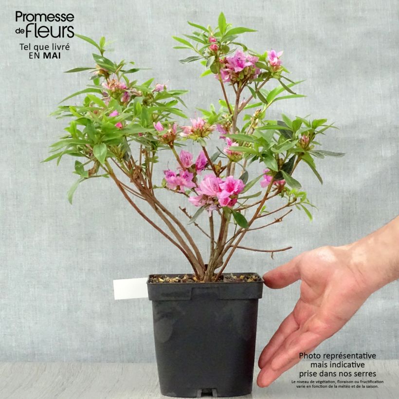 Example of Azalée du Japon Purple Splendor - Rhododendron hybride Pot de 2L/3L as you get in printemps