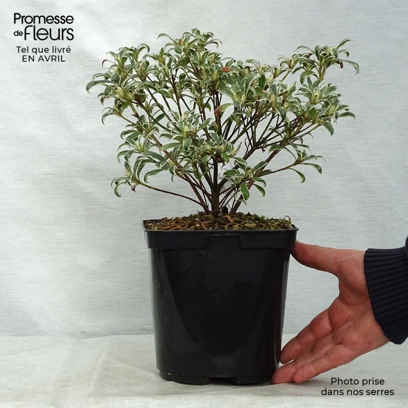 Example of Azalée du Japon Silver Queen - Rhododendron hybride Pot de 2L/3L as you get in printemps