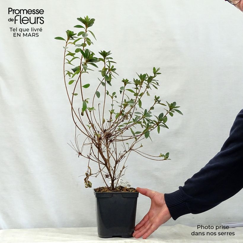 Example of Azalée du Japon Sylvester - Rhododendron hybride Pot de 2L/3L as you get in printemps