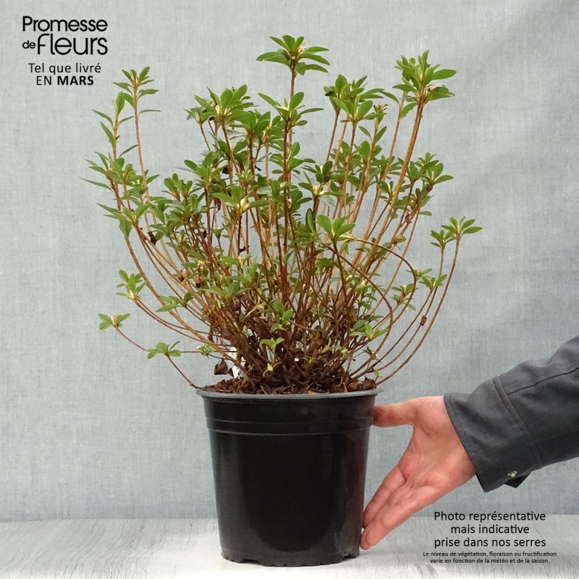 Example of Azalée du Japon Sylvester - Rhododendron hybride Pot de 4L/5L as you get in printemps