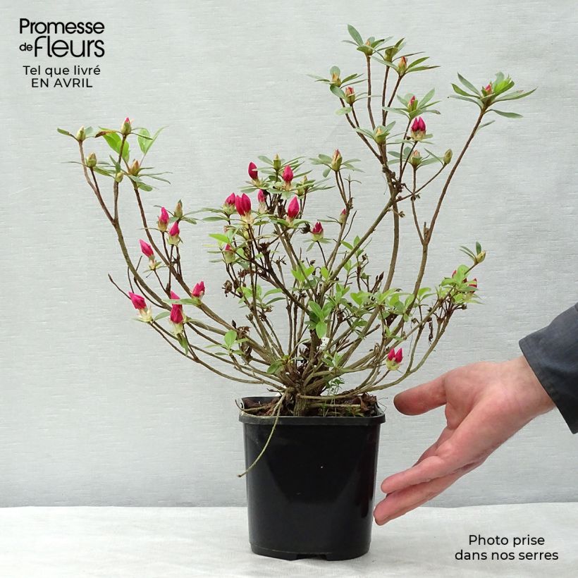 Example of Azalée du Japon Vuyk's Rosyred - Rhododendron hybride. Pot de 2L/3L as you get in printemps