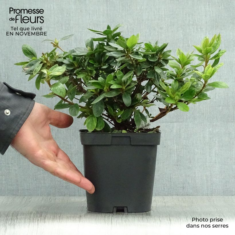 Spécimen de Azalée du Japon Vuyk's Rosyred - Rhododendron hybride. Pot de 2L/3L tel que livré en automne