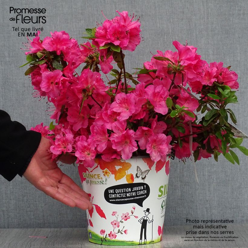 Example of Azalée du Japon Vuyk's Rosyred - Rhododendron hybride. Pot de 4L/5L as you get in printemps