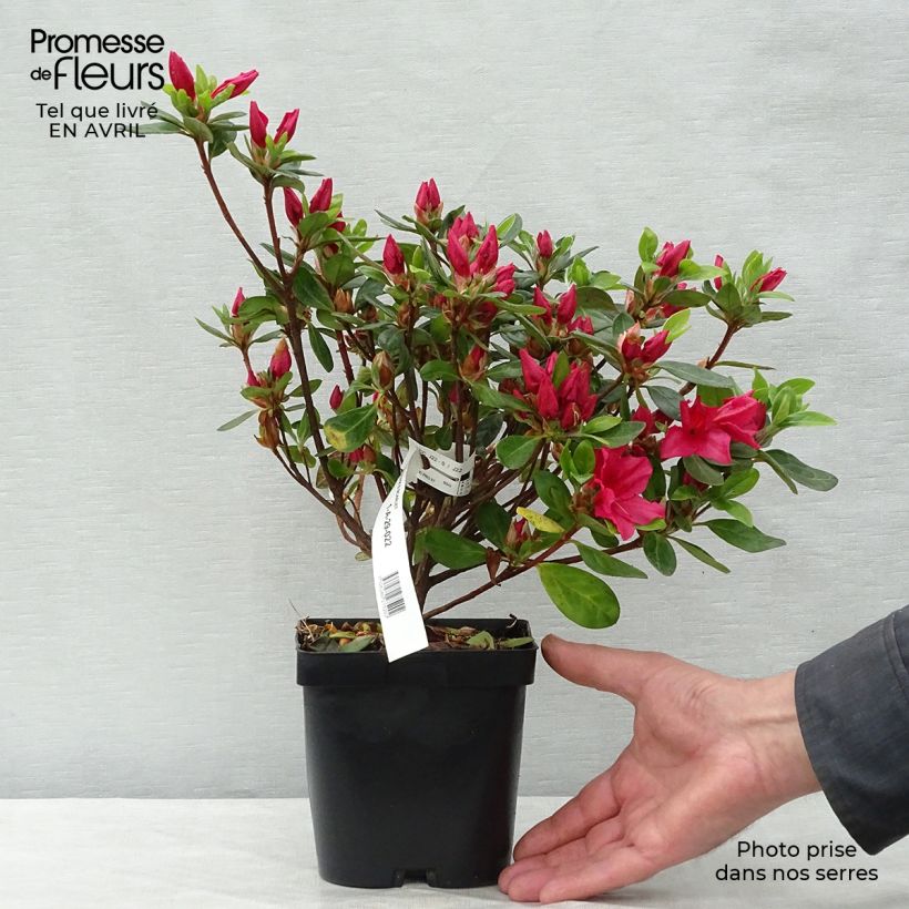 Example of Azalée du Japon Vuyk's Scarlet - Rhododendron hybride. Pot de 2L/3L as you get in printemps