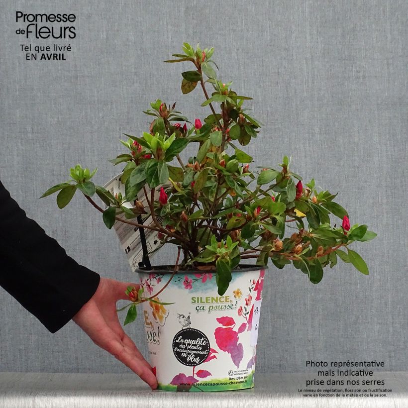 Example of Azalée du Japon Vuyk's Scarlet - Rhododendron hybride. Pot de 4L/5L as you get in printemps