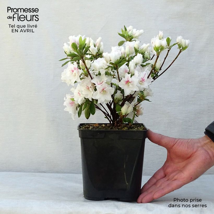 Example of Azalée du Japon White Prince - Rhododendron hybride Pot de 2L/3L as you get in printemps