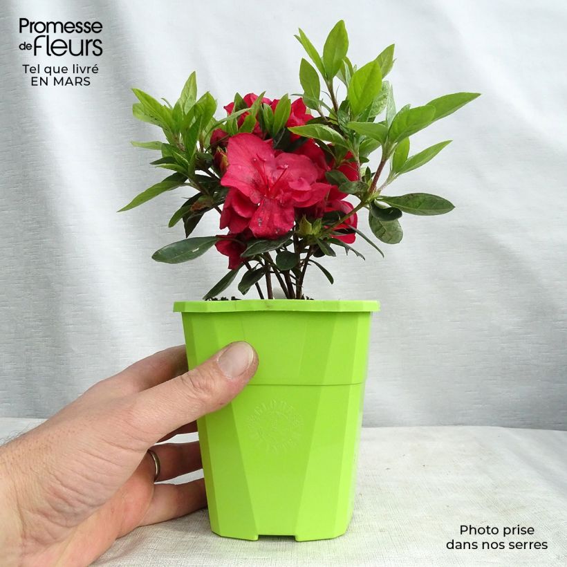 Example of Azalée hybride ENCORE Autumn Fire Pot de 1L/1,5L as you get in printemps