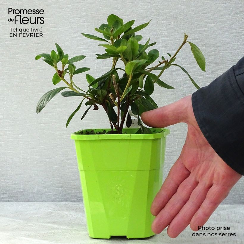 Example of Azalée hybride ENCORE® Bonfire Pot de 1L/1,5L as you get in hiver