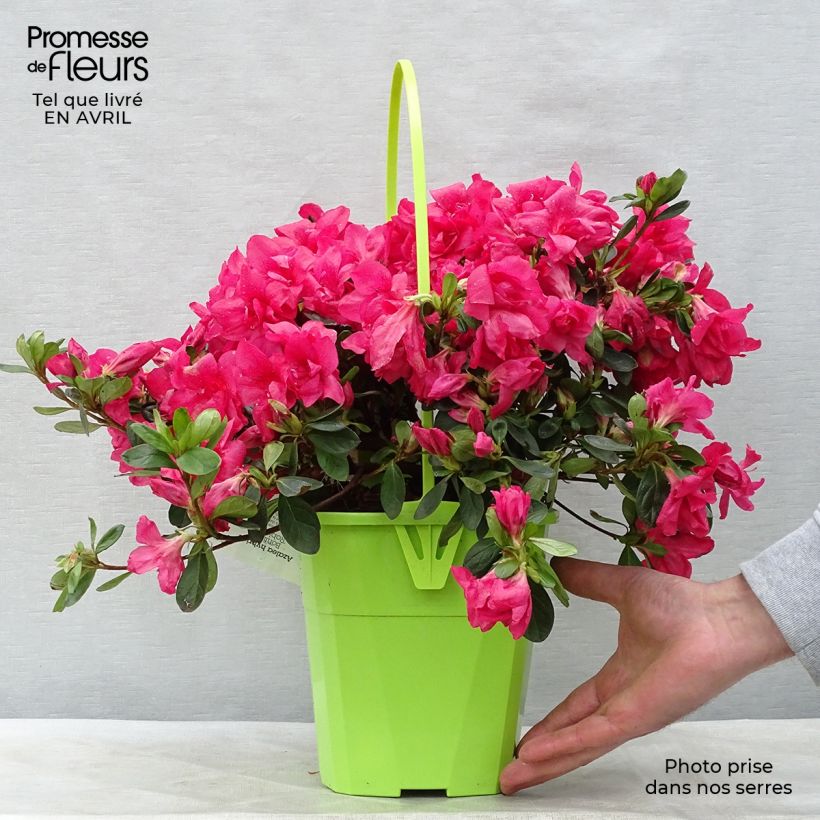 Example of Azalée hybride ENCORE® Bonfire Pot de 3L/4L as you get in printemps