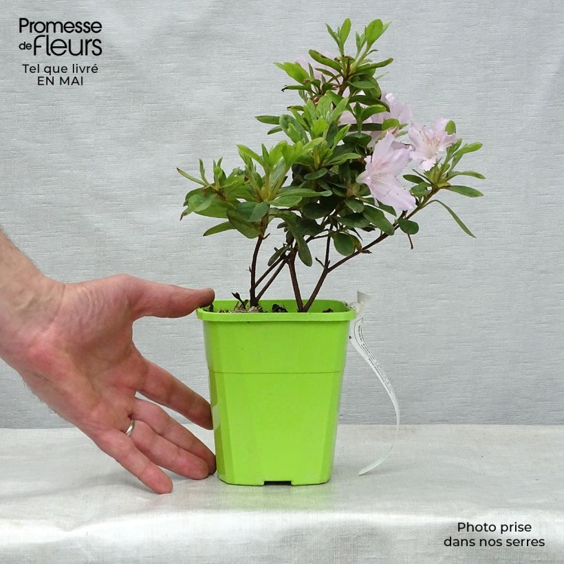 Spécimen de Azalée hybride ENCORE® Ivory Pot de 1L/1,5L tel que livré au printemps