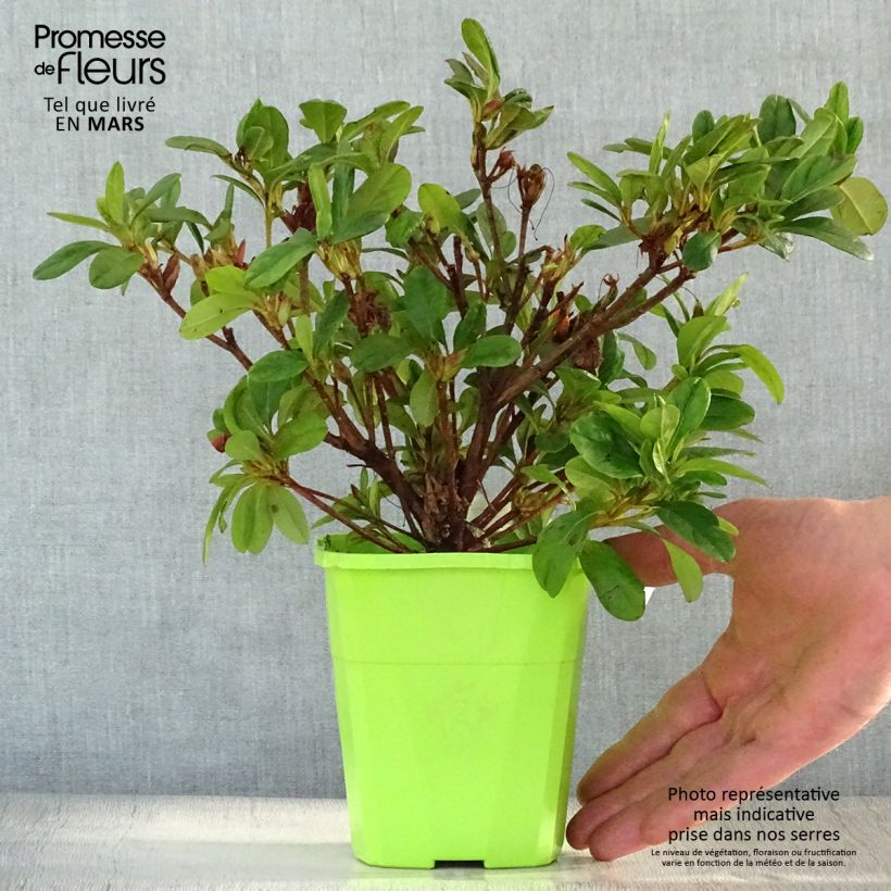 Example of Azalée hybride ENCORE® Sunburst Pot de 1L/1,5L as you get in printemps