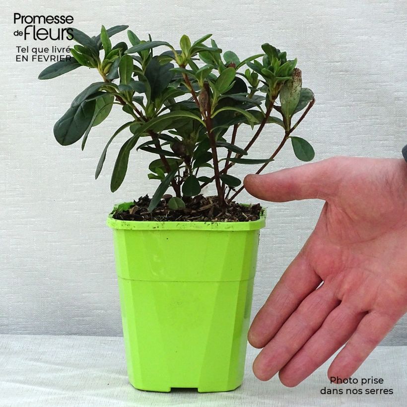 Spécimen de Azalée hybride ENCORE® Sunset Pot de 1L/1,5L tel que livré en hiver