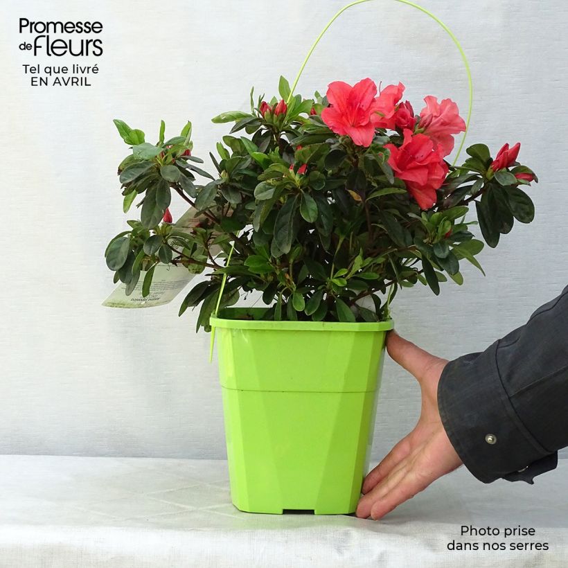 Spécimen de Azalée hybride ENCORE® Sunset Pot de 3L/4L tel que livré au printemps