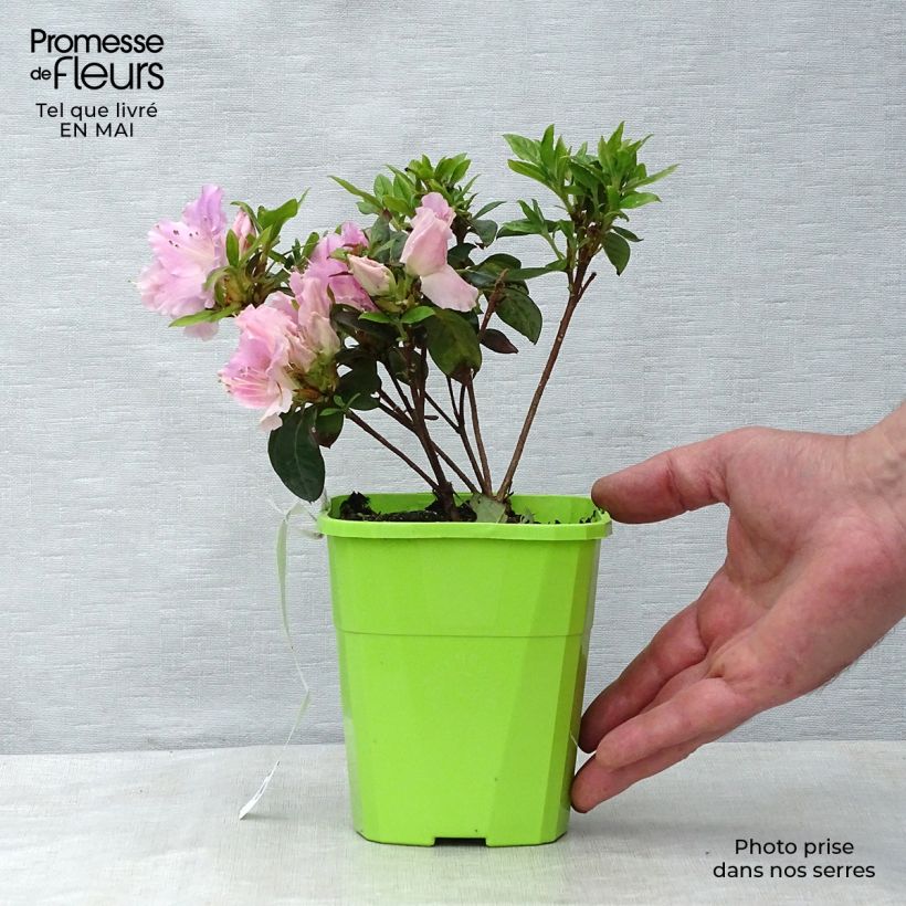 Spécimen de Azalée hybride ENCORE® Sweetheart Pot de 1L/1,5L tel que livré au printemps
