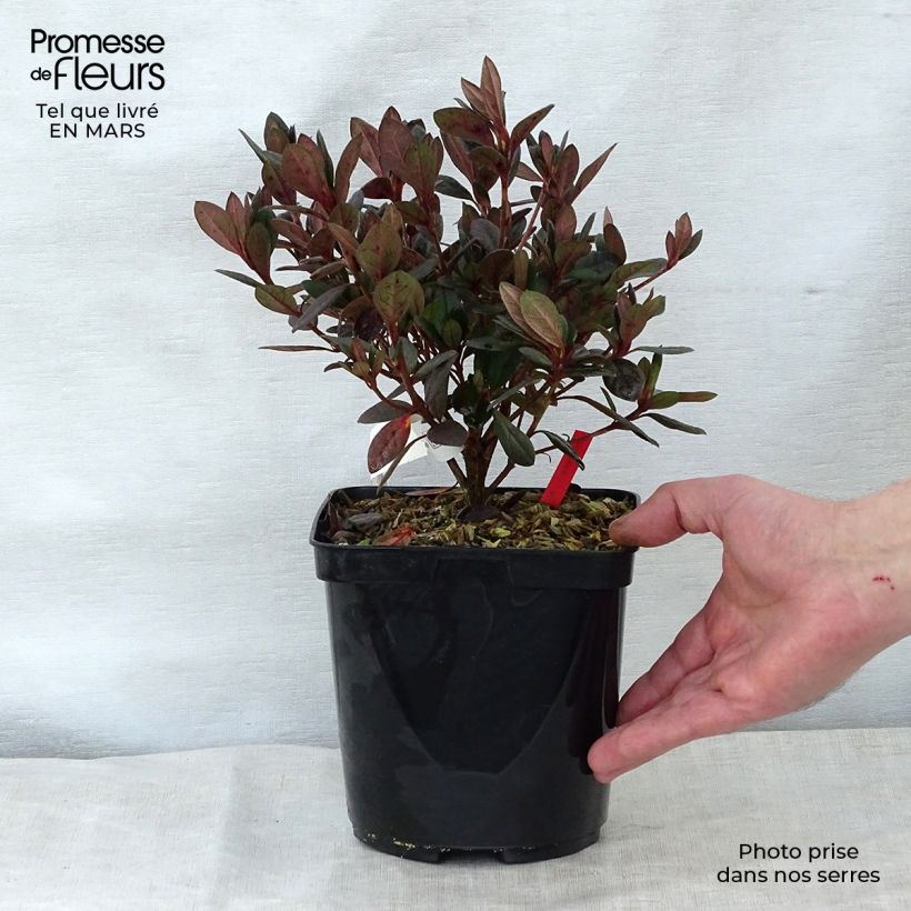 Example of Azalée japonaise - Azalea japonica Arabesk Pot de 1,5L/2L as you get in printemps