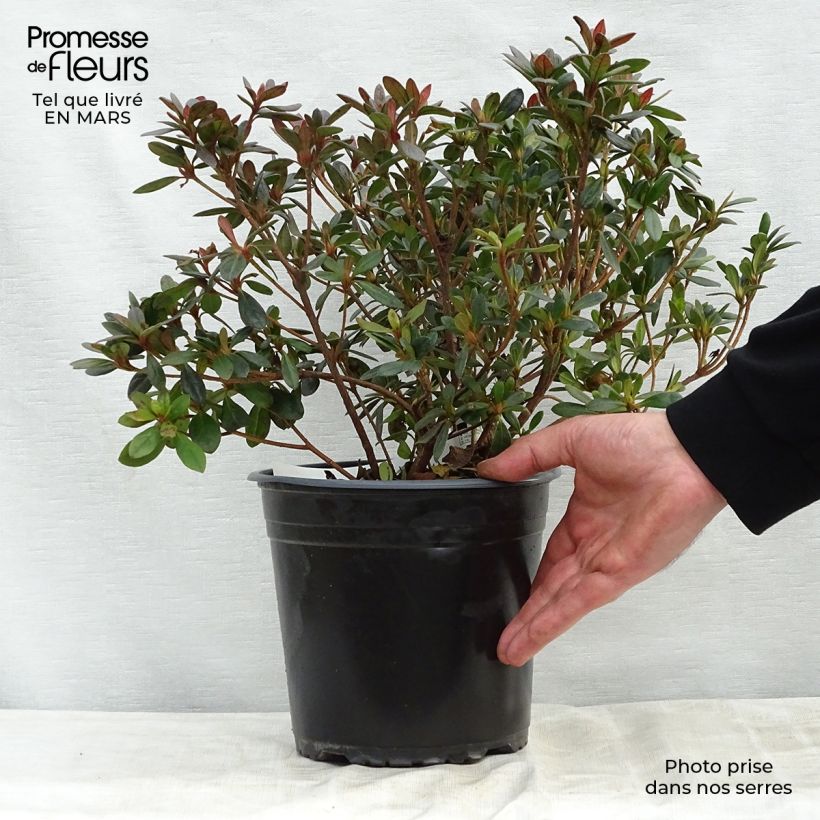 Example of Azalée japonaise - Azalea japonica Arabesk Pot de 3L/4L as you get in printemps