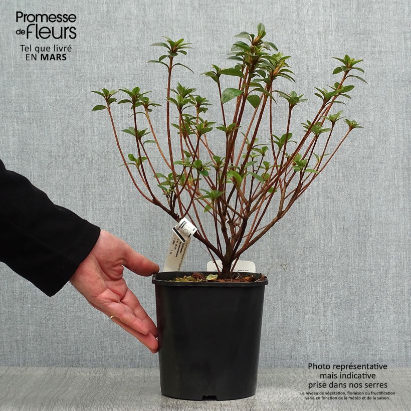 Example of Azalée japonaise - Azalea japonica Ben Morrisson  Pot de 2L/3L as you get in printemps