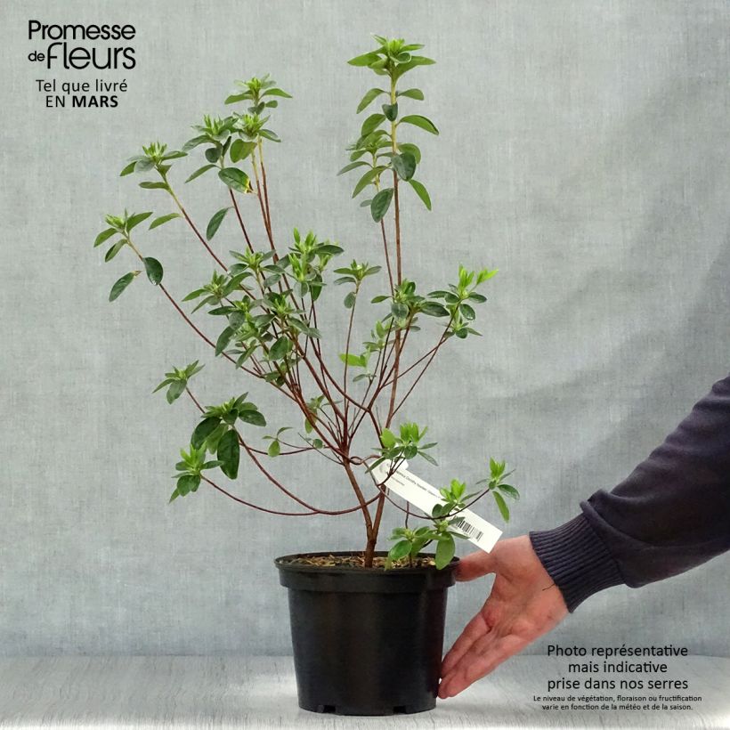 Example of Azalée japonaise Dorothy Heiden Pot de 2L/3L as you get in printemps
