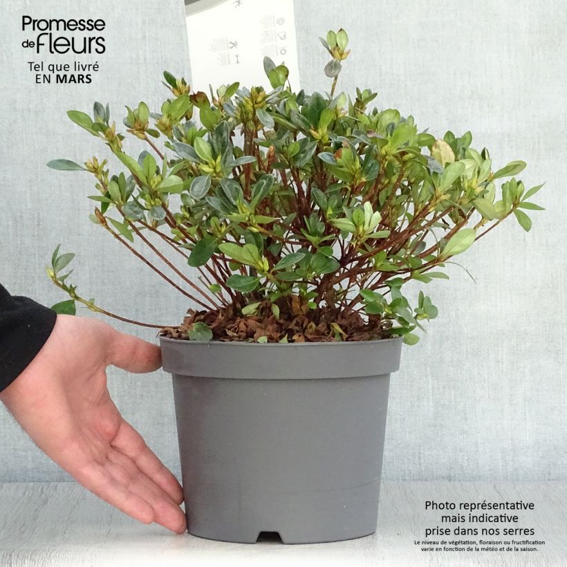 Example of Azalée japonaise - Azalea japonica Izumi no mai Pot de 3L/4L as you get in printemps