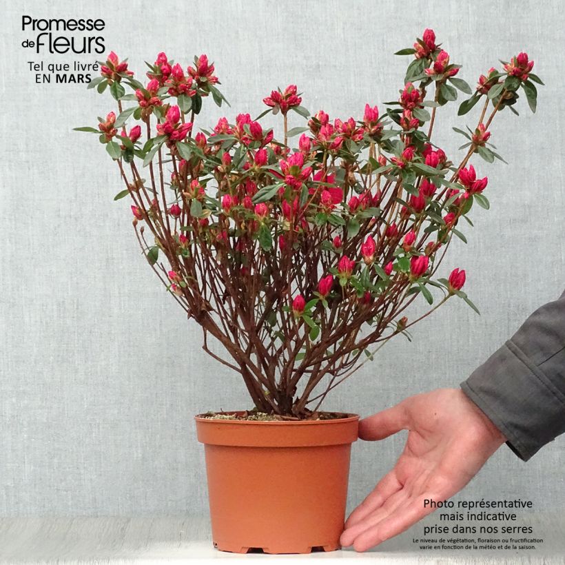 Spécimen de Azalée japonaise - Azalea japonica Madame Galle Pot de 2L/3L tel que livré au printemps