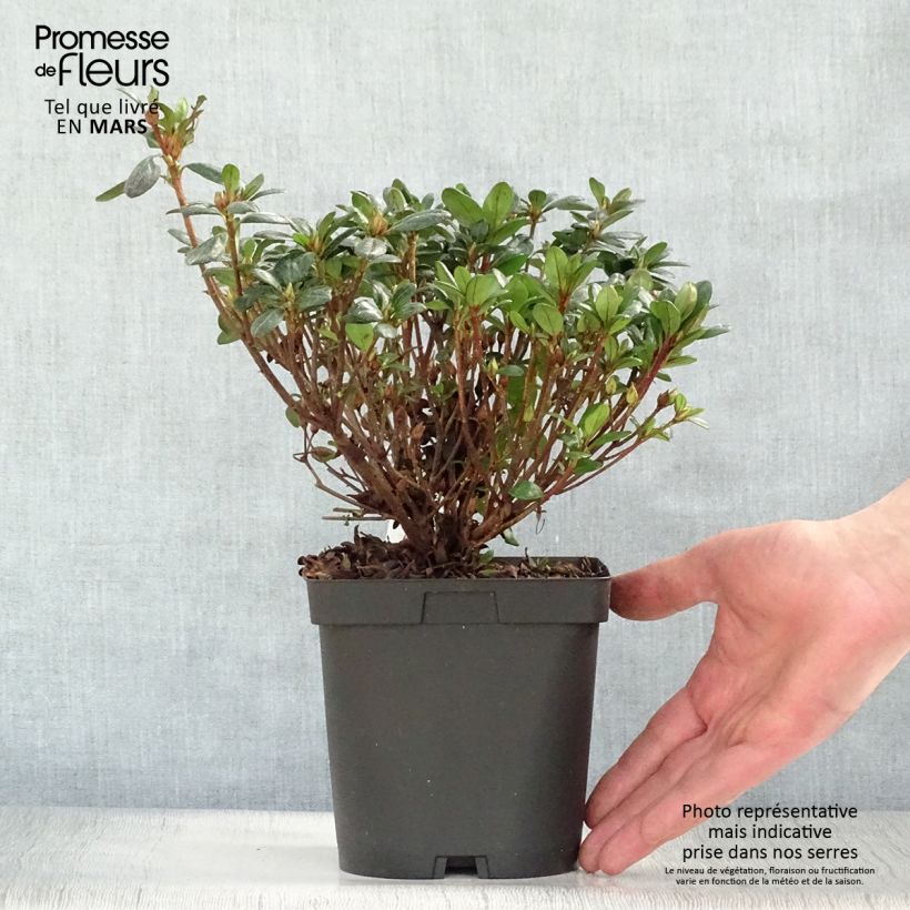 Example of Azalée japonaise - Azalea japonica Manuska Pot de 2L/3L as you get in printemps