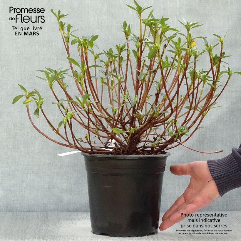 Example of Azalée du Japon Purple Splendor - Rhododendron hybride Pot de 4L/5L as you get in printemps