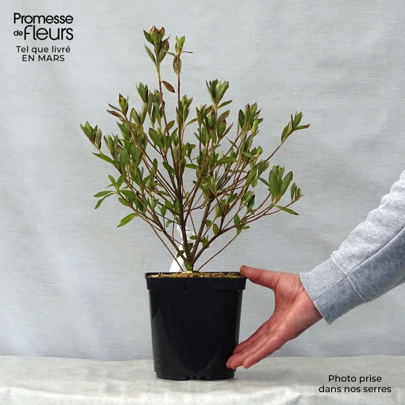 Example of Azalée japonaise Rosa King Pot de 2L/3L as you get in printemps