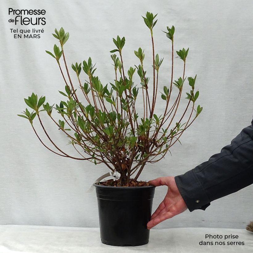 Example of Azalée japonaise Rosa King Pot de 4L/5L as you get in printemps