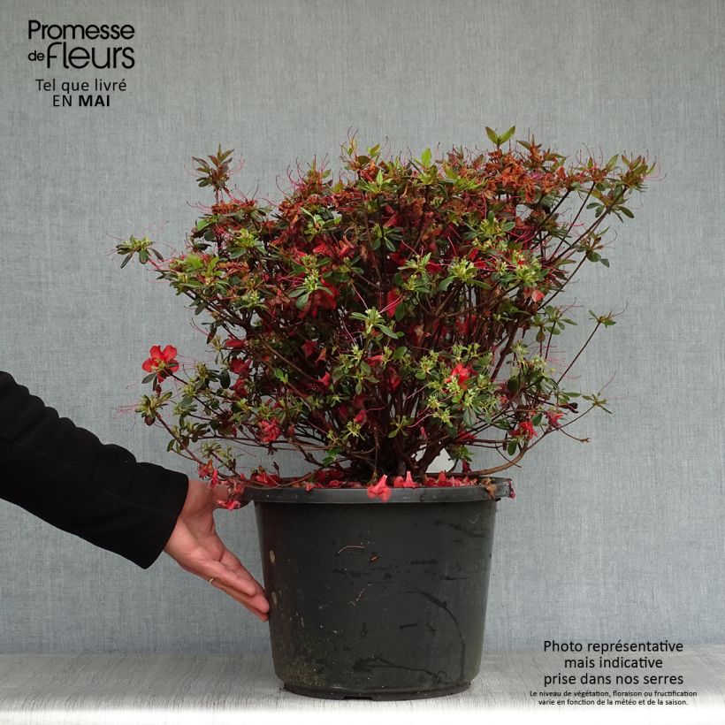 Example of Azalée japonaise - Azalea japonica Stewartstonian Pot de 12L/15L as you get in printemps