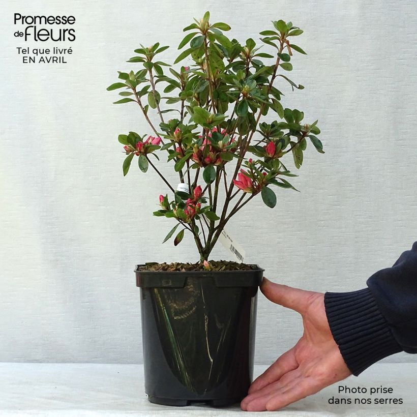 Example of Azalée japonaise Blaauw's Pink - Rhododendron hybride Pot de 2L/3L as you get in printemps