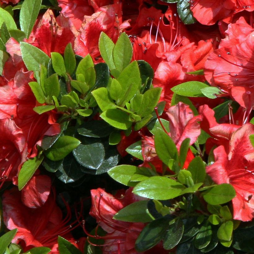Azalée japonaise Girard's Scarlet - Rhododendron hybride (Foliage)