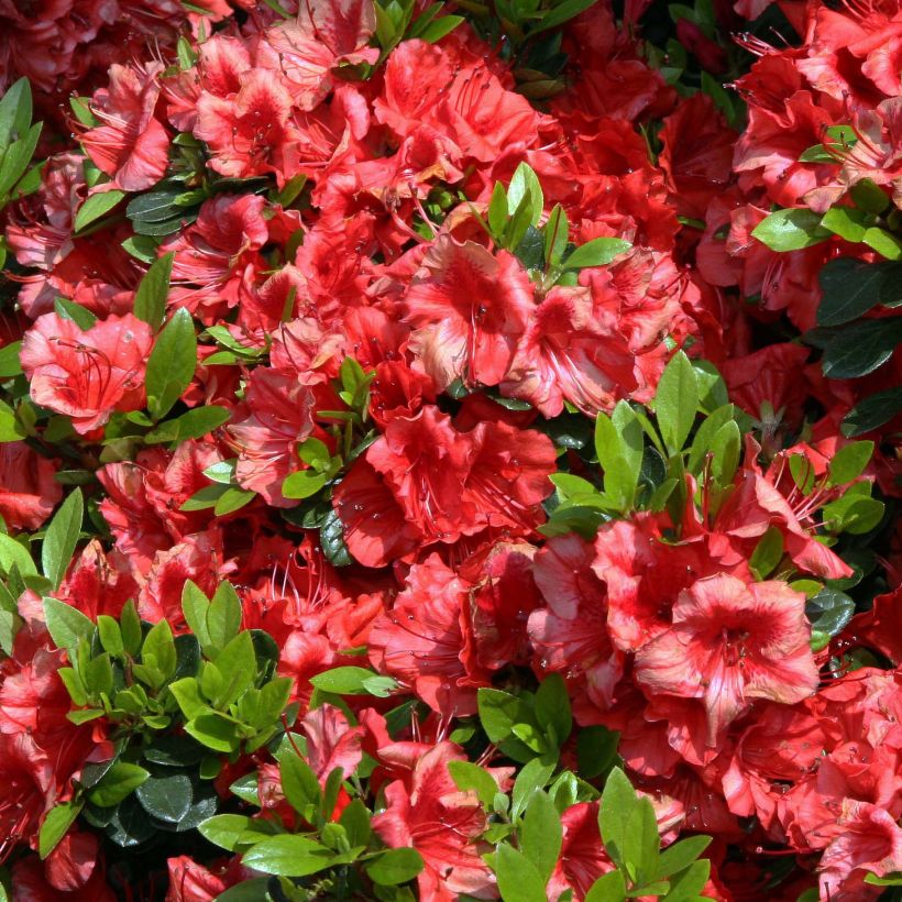 Azalée japonaise Girard's Scarlet - Rhododendron hybride (Flowering)